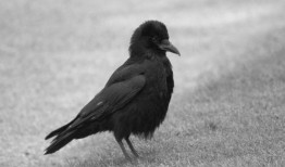 乌鸦最新爆料图片大全,图片揭秘娱乐圈幕后真相