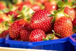 最新爆料草莓图片大全集,最新爆料草莓图片大全集惊艳呈现