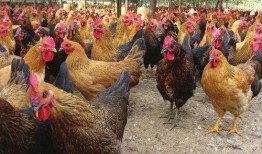 土鸡游戏爆料大全最新版,揭秘最新版游戏亮点与玩法攻略