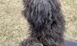 七仔粉丝爆料视频大全最新,精彩瞬间回顾