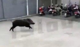 浙江野猪最新爆料消息,揭秘神秘生物的生存现状与挑战