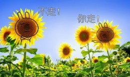 向日葵大队最新爆料,揭秘神秘事件背后的真相